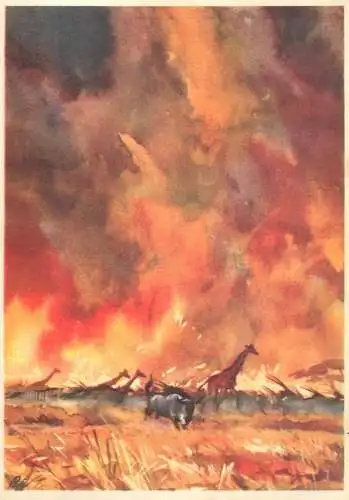 Old Paper Chromo Image Sanella Trade Card Africa collection savanna fire disaster