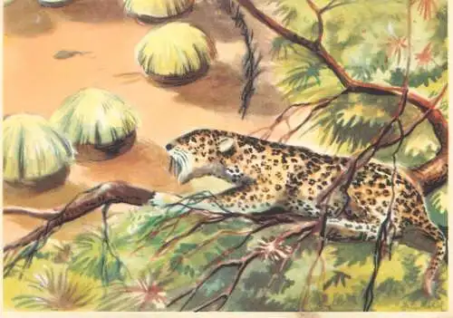 Old Paper Chromo Image Sanella Trade Card Africa collection leopard