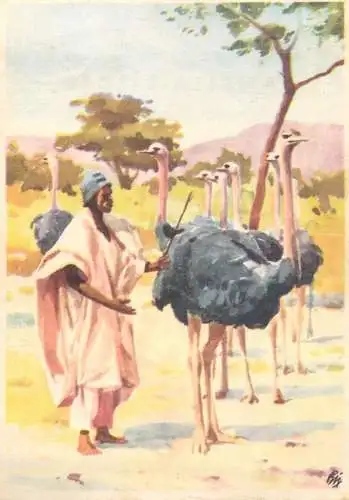 Old Paper Chromo Image Sanella Trade Card Africa collection