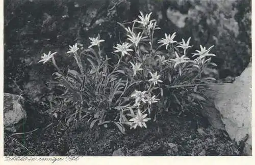Edelweiss alpine flora