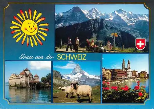 Switzerland multi view mountain catle sheep