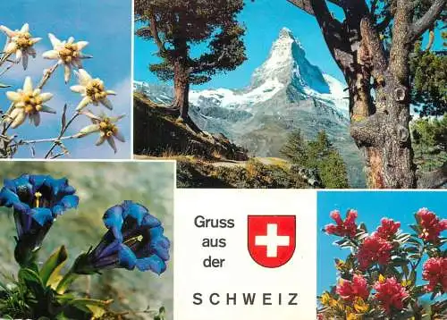 Switzerland multi view mountin flowers