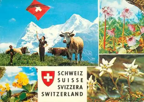 Switzerland mountain cows elderweiss