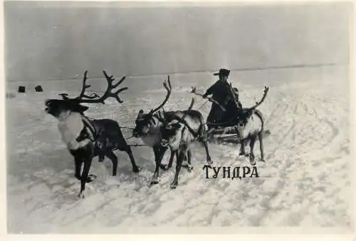 Tundra deer sledge