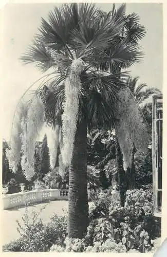 Russia Soci arboretum tree