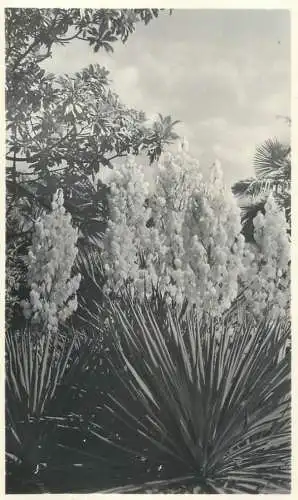Russia blooming yuccas