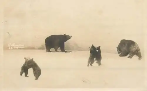 Animal types and scenes bears image