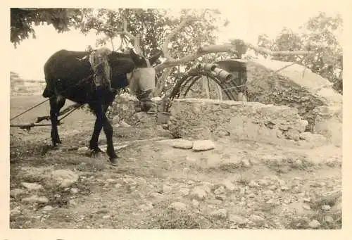 Horse watermill photo