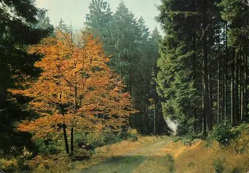 Belgium Ardennes forest