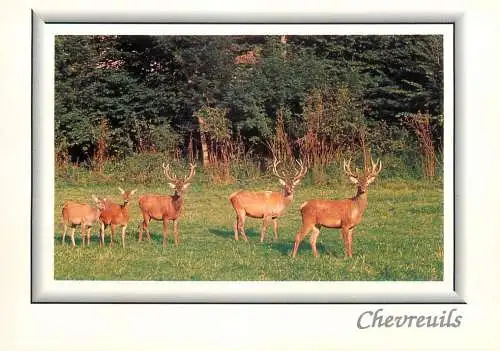 Belgium Ardennes deer