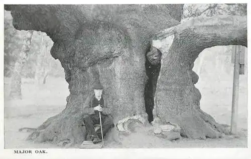 Major Oak