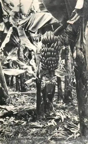 Banana plantation Tenerife