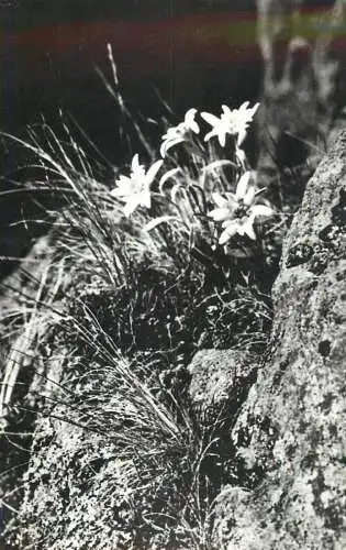 Flori de colt edelweiss flowers Retezat Mountains Romania