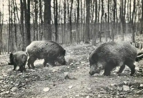 Ardennes wild boars animal types and scenes