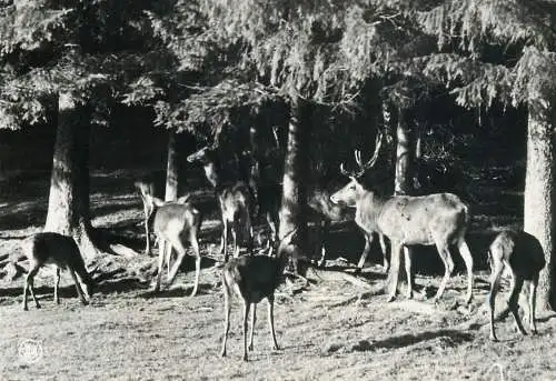 Belgium Ardennes deer herd animal types and scenes