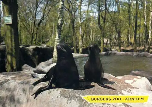 Netherlands Arnhem Burgers Zoo sea lions