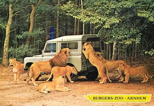 Netherlands Arnhem Burgers Zoo lions