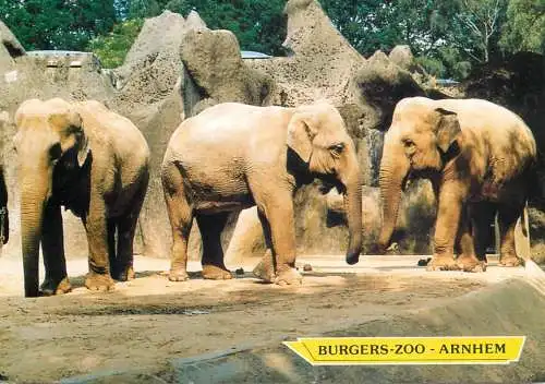 Netherlands Arnhem Burgers Zoo elephants