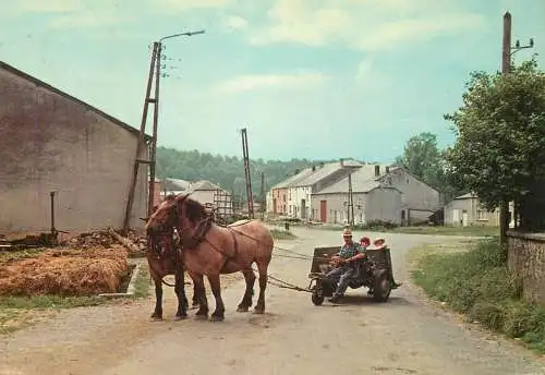 Belgium Ardennes horse
