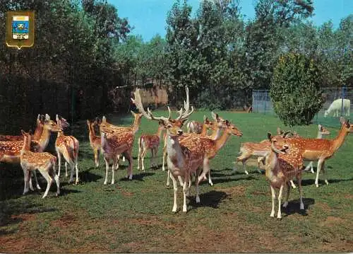 Belgium De Panne Adinkerke park deer herd