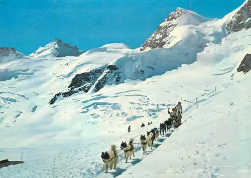 Switzerland Jungfraujoch Polarhunde mit Gletscherhorn