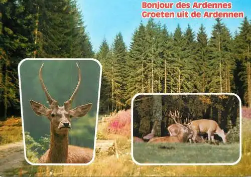 Belgium Les Ardennes animal types & forest view