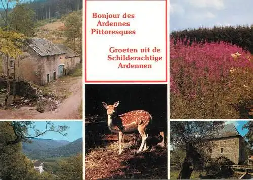 Belgium Bonjour de Ardennes Belges forest aspects and wildlife multi view