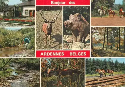 Belgium Bonjour de Ardennes Belges forest aspects and wildlife