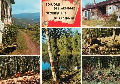 Belgium Bonjour de Ardennes wildlife and forest views
