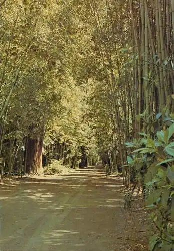 France Anduze (Gard) Bamboo garden