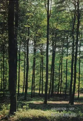 Belgium Kasterlee forest scenery