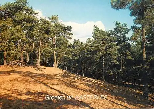 Belgium Groeten uit Kasterlee forest view