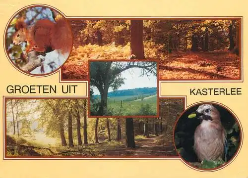 Belgium Groeten uit Kasterlee  forest and wildlife multi view