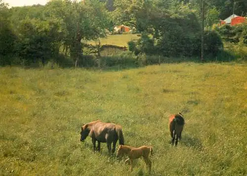 Netherlands Slenaken Limburg picturesque countryside area horses image