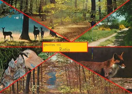 Belgium Retie forest and wildlife multi view