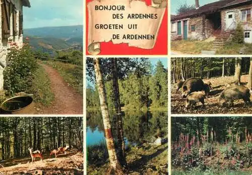 Belgium Ardennes Belges forest and wildlife multi view