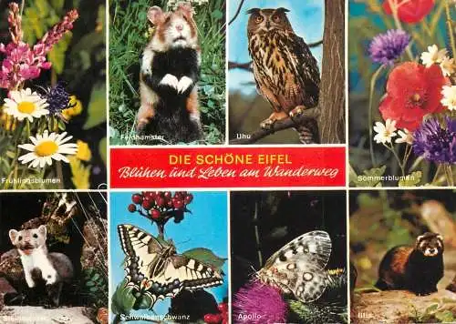 Germany Eifel animals