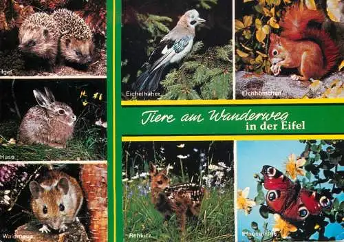 Germany Eifel animals