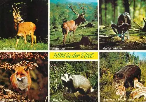 Germany Eifel animals