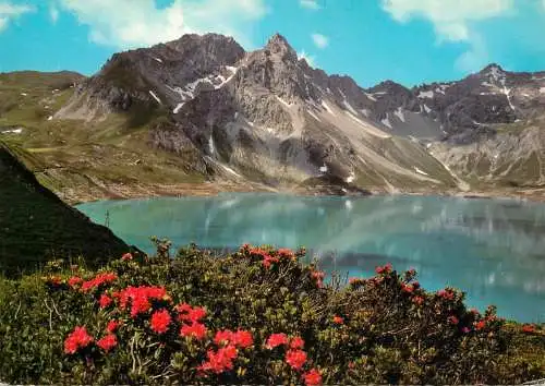 Austria Alpenrosen Rhododendron ferrugineum