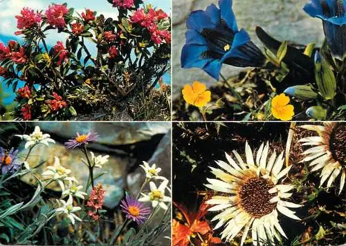 Flower card Rostblattrige Alpenrose gentiana acaulis carlina acaulis aster alpinus