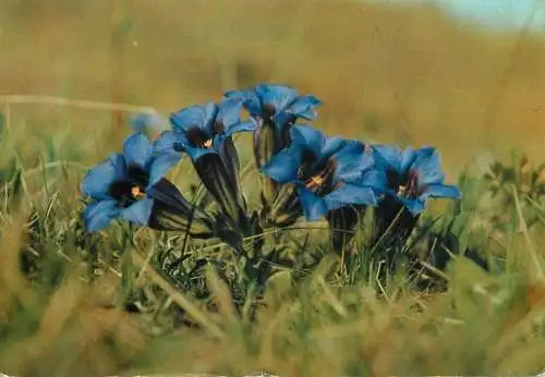 Flower card gentiana clusii