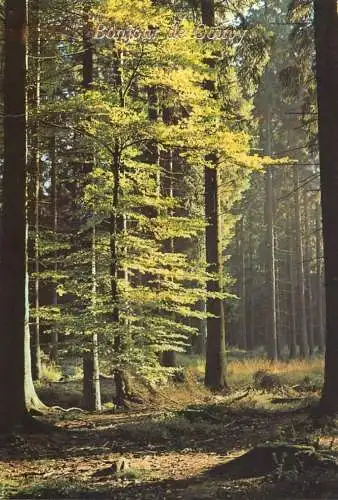 Belgium Gouvy forest
