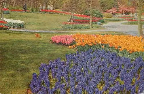 Netherlands Lisse Keukenhof colourful flower types