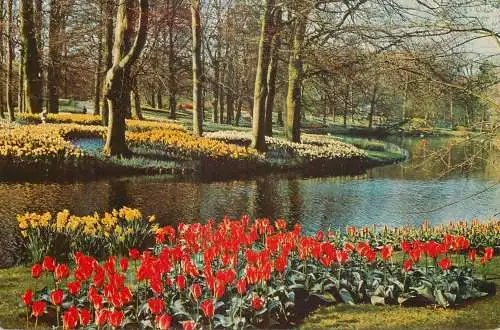 Netherlands Lisse Keukenhof tulip flowers