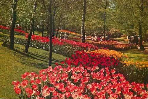 Netherlands Lisse Keukenhof tulips