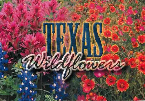 Texas wildflowers