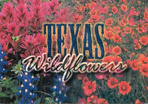 Texas wildflowers