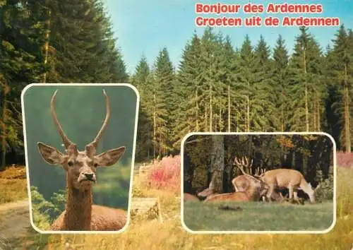 Belgium Ardennes deer, stags in the forest multi view