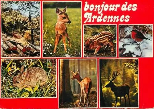 Belgium Ardennes wildlife multi view